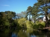 Coy Pond reflections, Poole