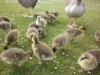 Ducklings on the green, Poole Park