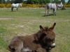 Donkeys in the New Forest