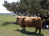Highland Cattle in The New Forest