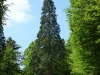 New Forest conifer trees, Blackwater, Rhinefield ornamental drive