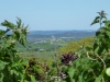 Corfe Castle in the distance