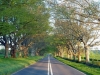 Badbury Rings