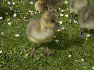 Duckling in Poole Park