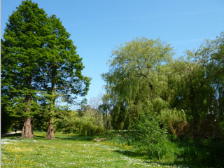 trees and gardens, coy pond