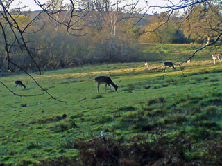 Deer in New Forest