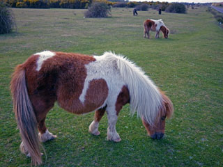 New Forest - Shetland Pony