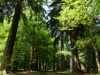 Trees in New Forest