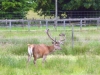 stag in New Forest