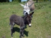 Donkeys in the New Forest