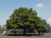 Ponies under tree in New Forest