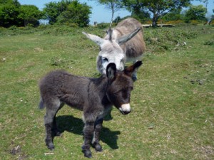 donkeys